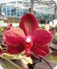 Phal. Salus Fragrancy